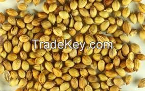 Coriander Seeds