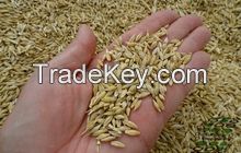 Barley