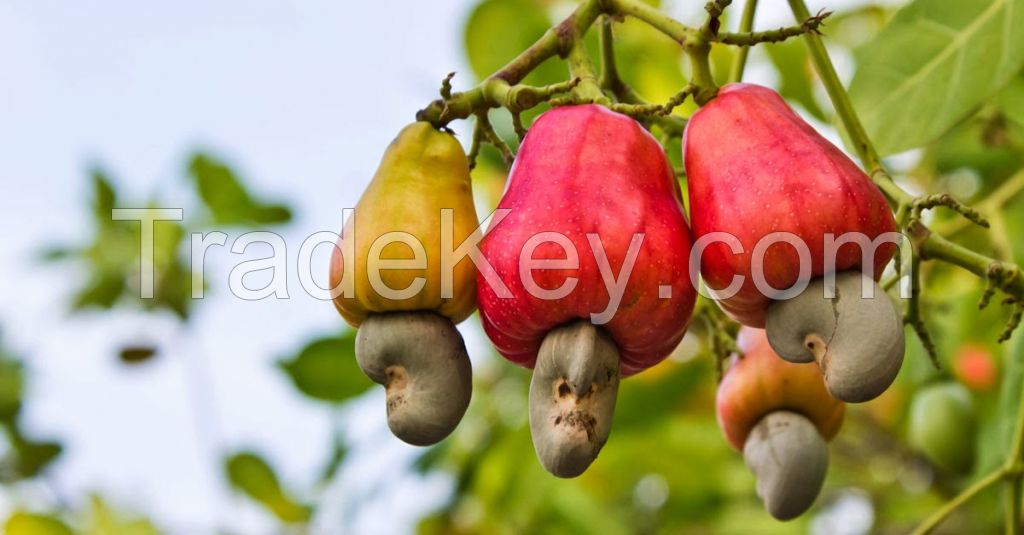 Cashew nut shell oil