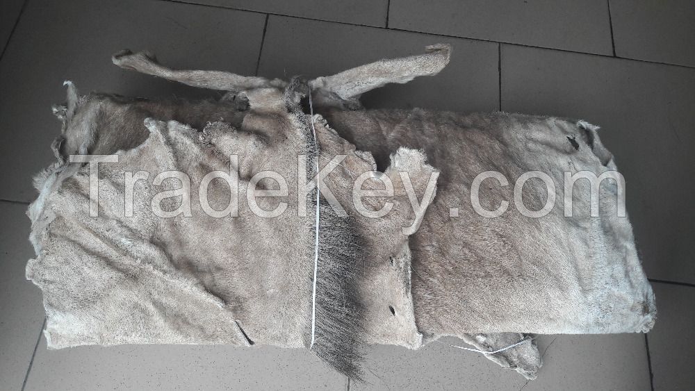 Animal Dry and Wet Salted Donkey/Goat Skin /Wet Salted Cow Hides