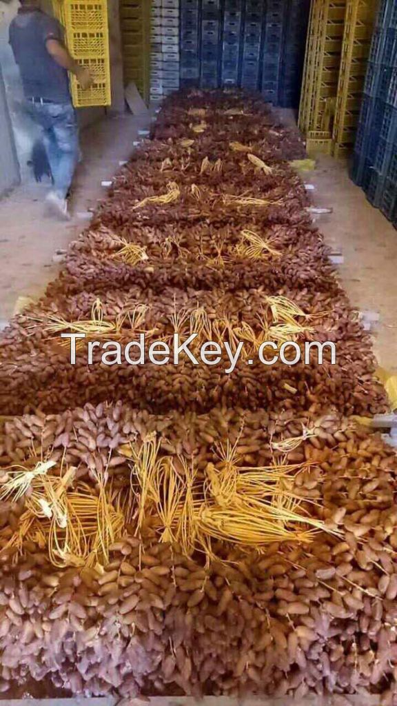 Deglet nour  fresh algerian dates