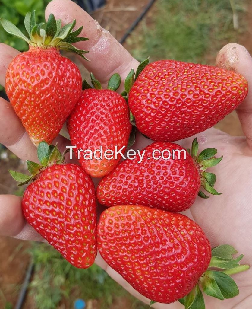 Strawberry