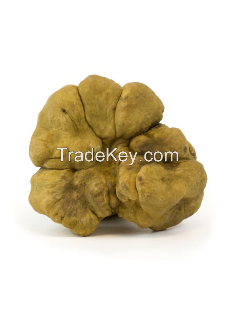 White Truffle