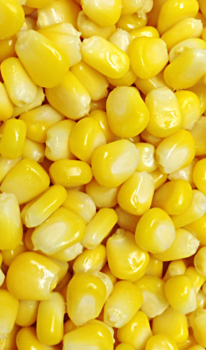 IQF SWEET CORN