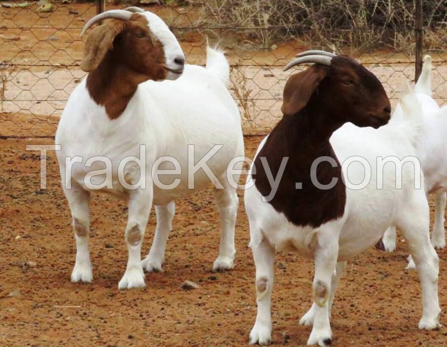 Boer Goats, live sheep &amp;amp; Live Goats, Dorpers, Kalahari Reds, Saanen, Merinos &amp;amp; cattle, Sheep &amp;amp; beef slaughter and fattening bulls