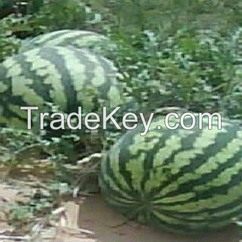 watermelons