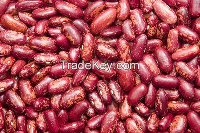 Red Kidney Beans Organic and Wholesale!