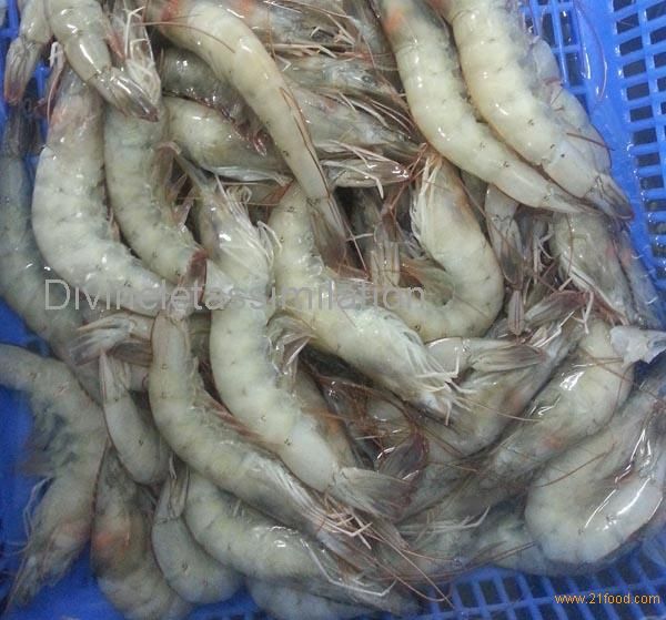 Frozen Cold Water Shrimps