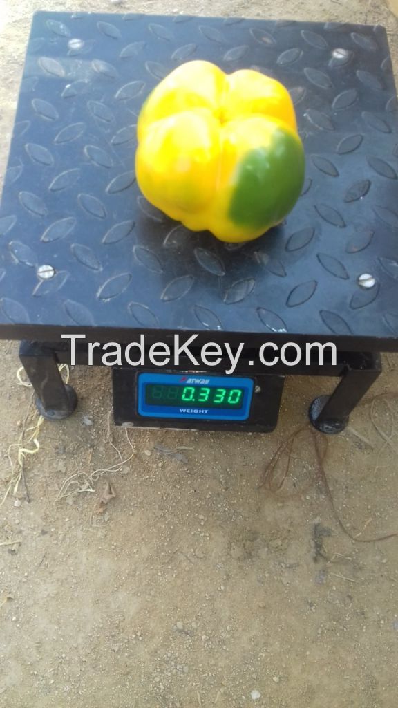 Yellow/RED/Colour capsicum