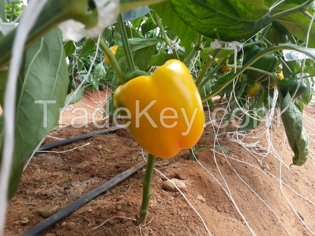 Yellow/RED/Colour capsicum