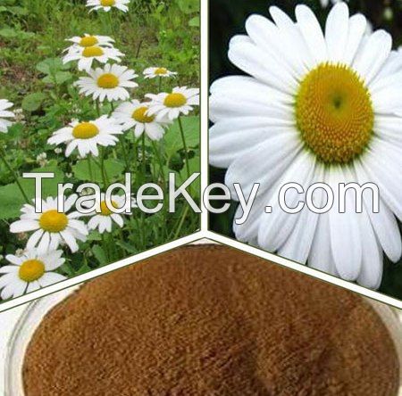 Beautiful Pyrethrum flowers from kenya