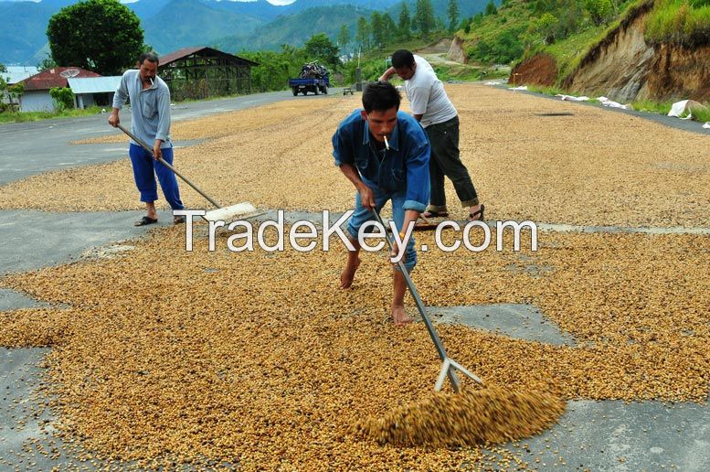 Arabica Specialty Green Beans / green bean Bajawa Nusa Tenggara Timur Indonesia