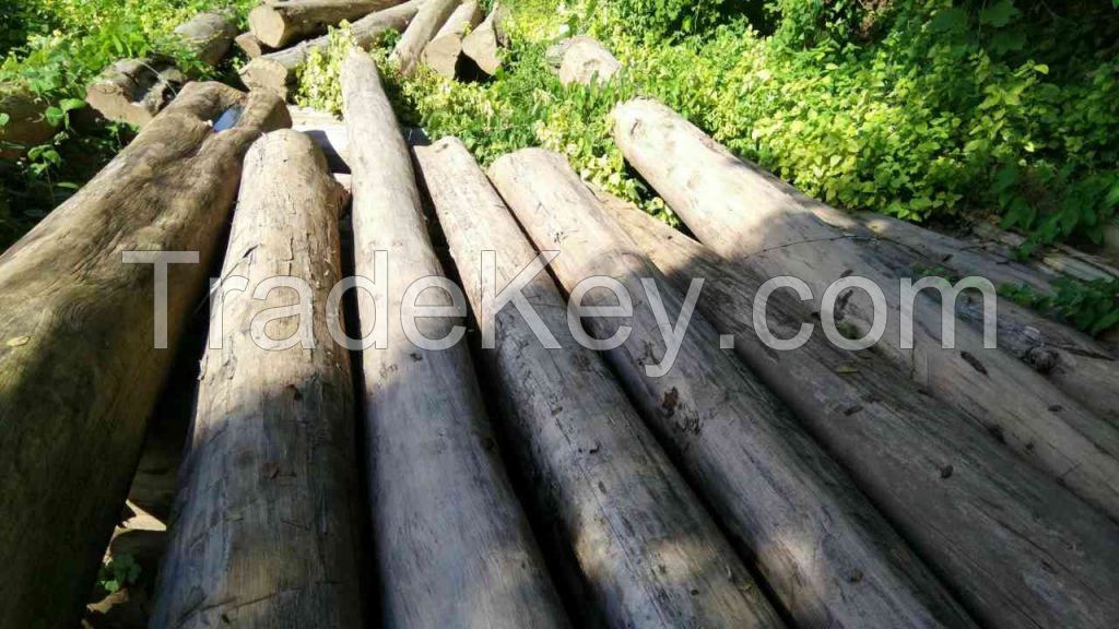 Teak wood