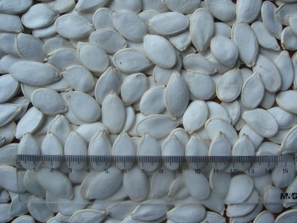 Hexing Snow White Pumpkin Seeds Inshell/ Bulk Heilongjiang Pepitas, 13mm Organic Is Availiable