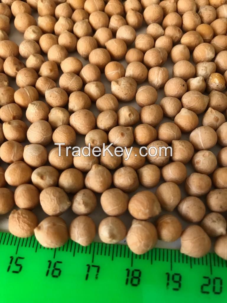 Chickpeas 6+/7+