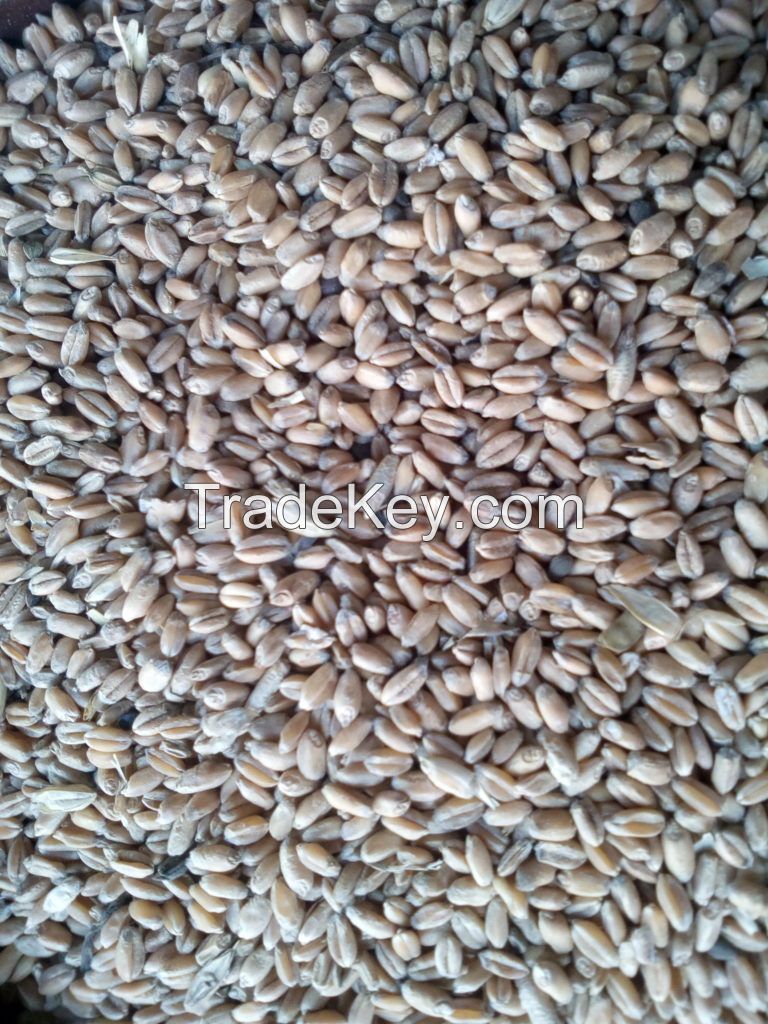 Wheat feed grade