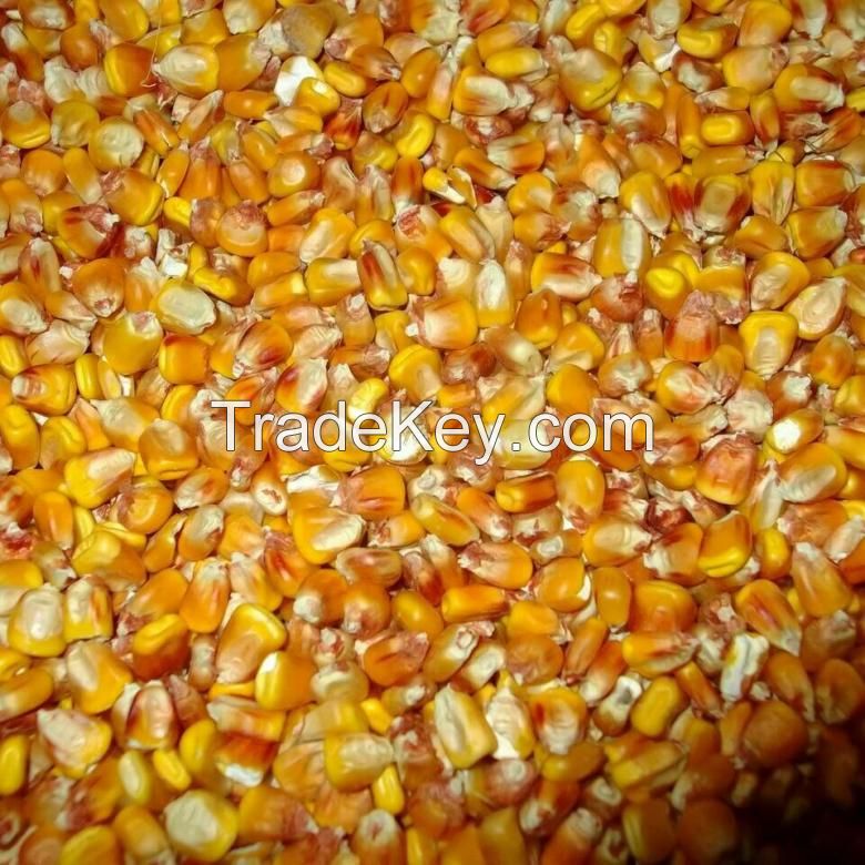 Yellow feed corn (maize)