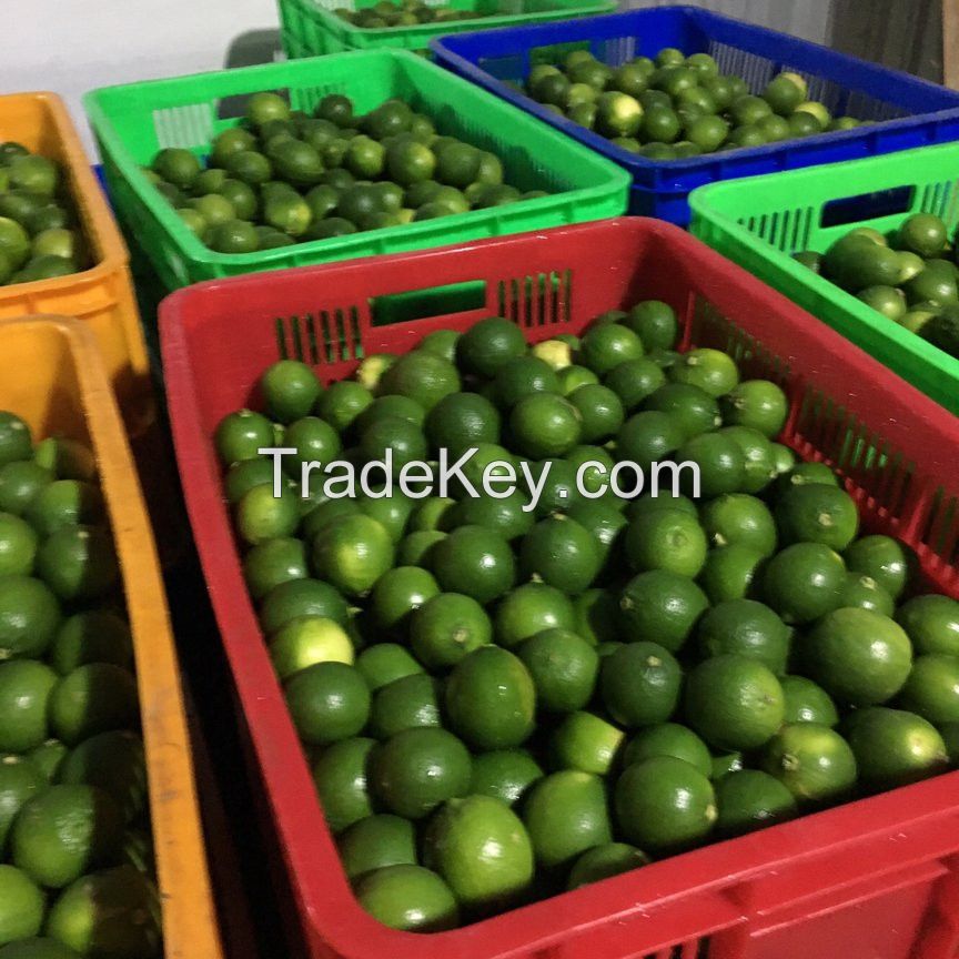 Fresh seedless lime