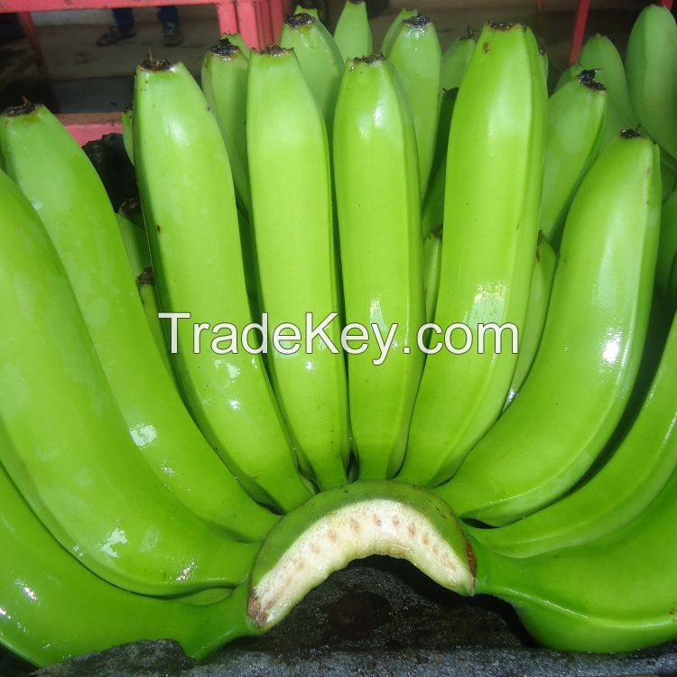 FRESH SWEET CAVENDISH BANANAS FOR SALE 