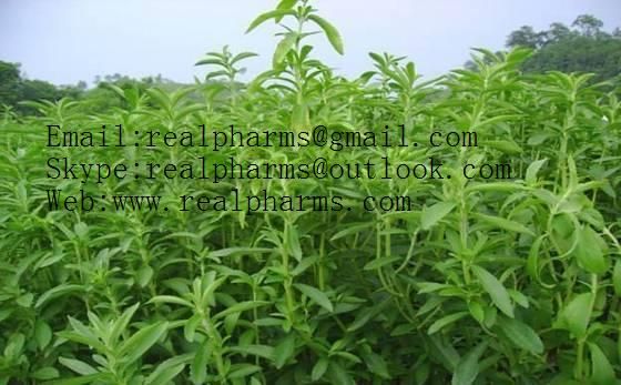 STEVIA REBAUDIANA EXTRACT