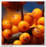 organic sea buckthorn oil