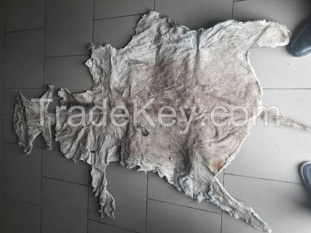 Dry Salted Donkey Hides