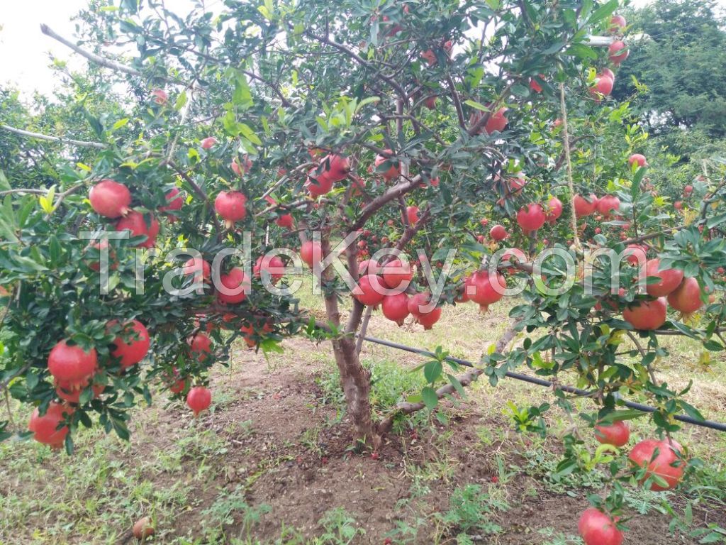 Pomegranates