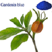 Gardenia Blue Powder