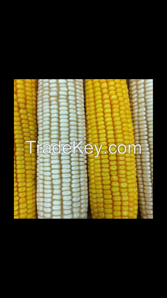 CORN