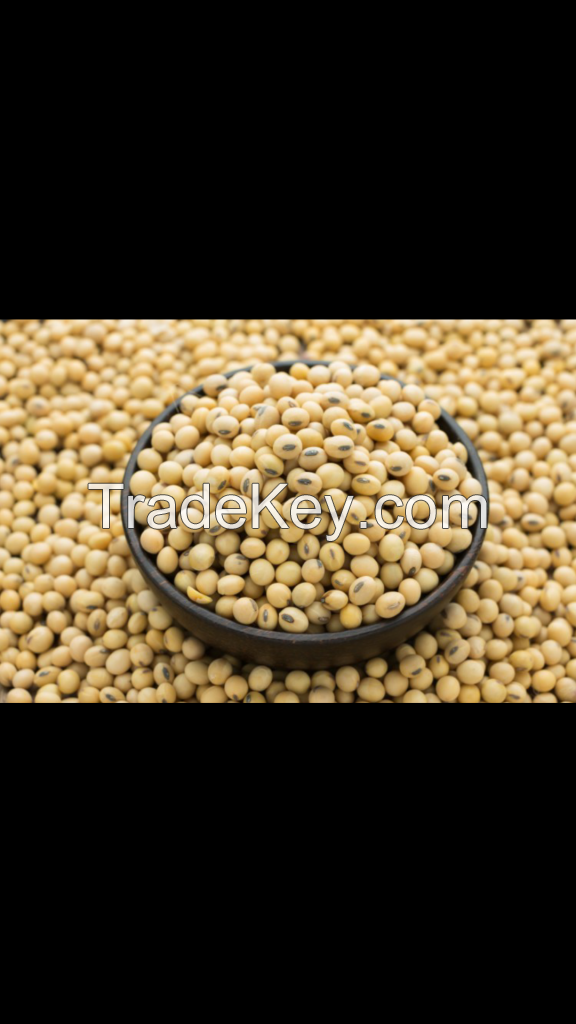 soybean