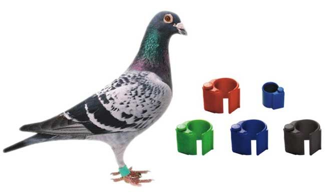 TK4100 125KHz RFID Pigeon Ring Tag for Animal Tracking rfid tags