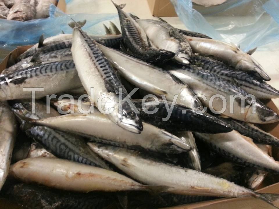 Frozen Atlantic Mackerel Fish / Scomber scombrus / Norway Mackerel / Premium Mackerel 