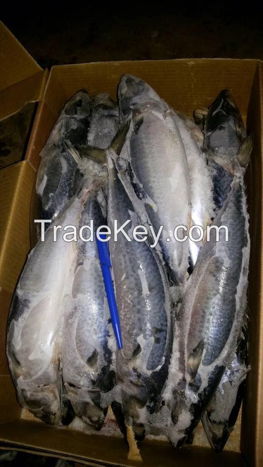 Frozen Horse Mackerel / Spanish Mackerel /  Indian Mackerel / Norway Mackerel / Premium Mackerel  / Mackerel Fillet 