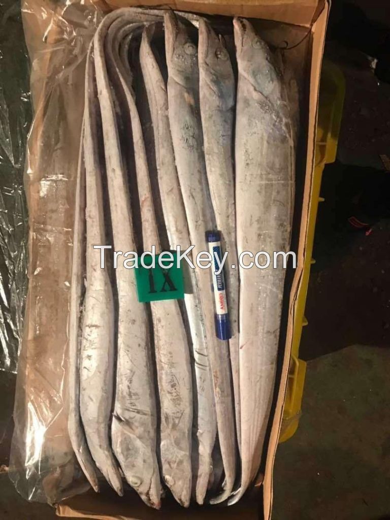 Frozen Eel Fish / Premium Quality Ribbon fish/ Ribbon Fish 