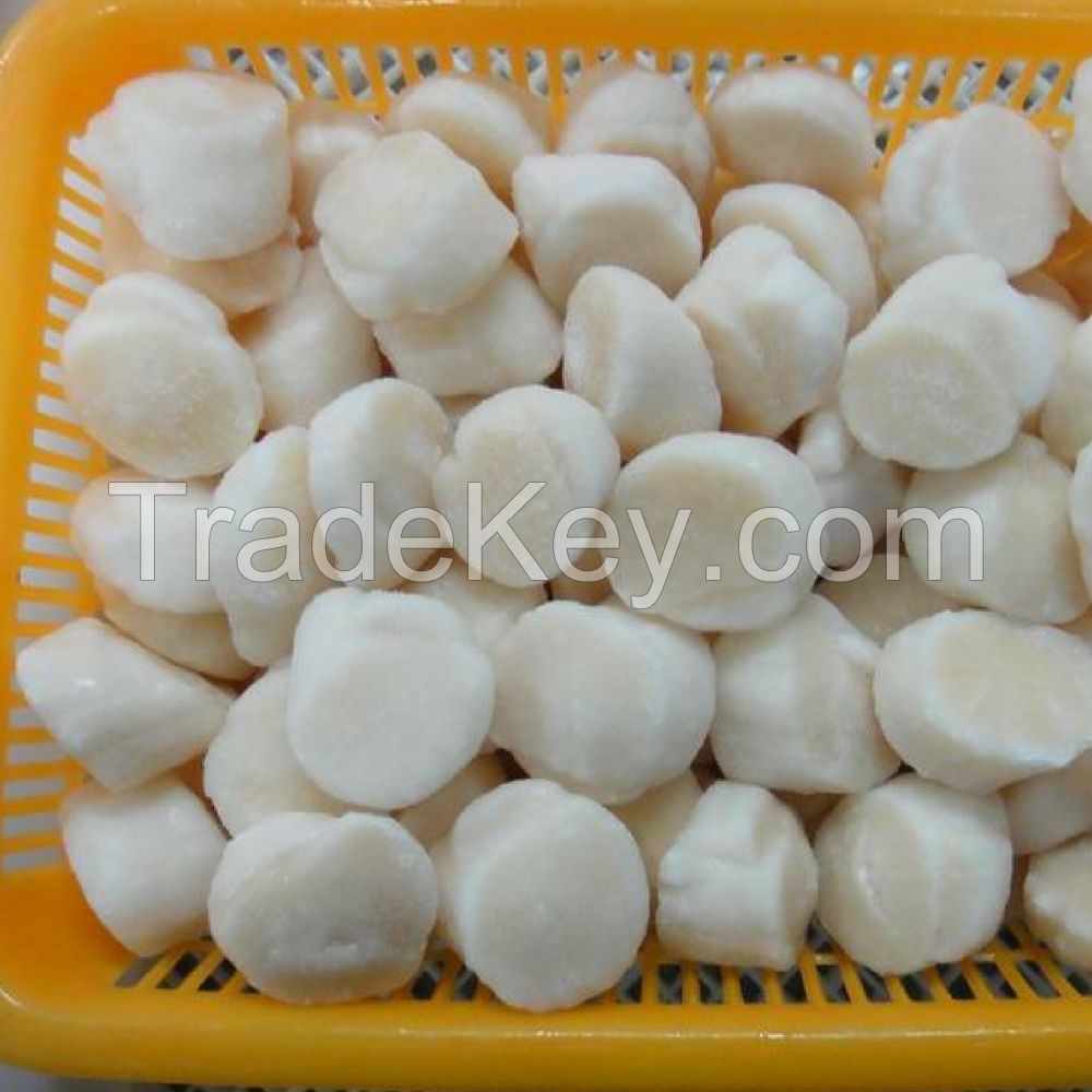 10-12g fresh High quality Frozen Scallop without shell / frozen live fresh scallop with half shell 