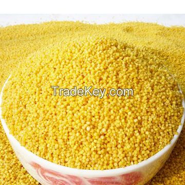 2018 crop white red black yellow glutinous broomcorn millet sticky millet for bird feeds