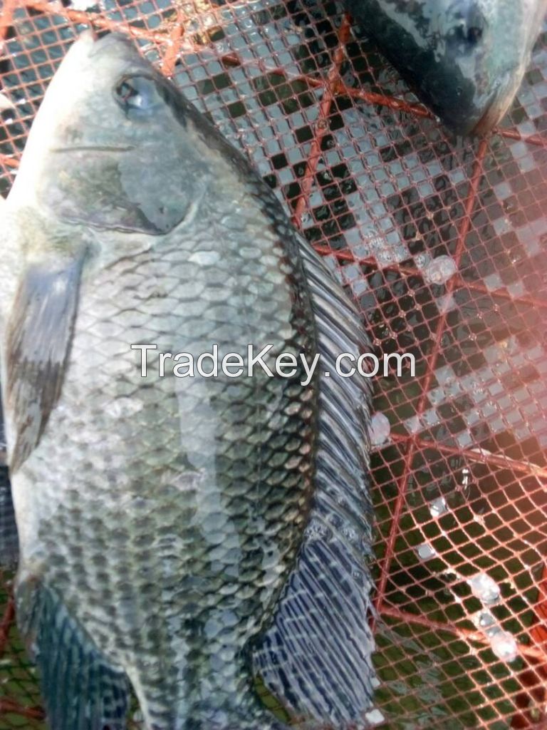 Nile Tilapia from Uganda