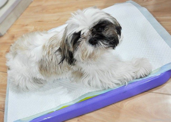 Disposable Puppy pads