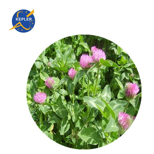 Red Clover Extract