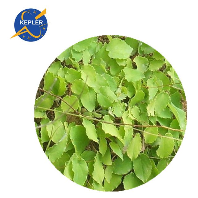 Epimedium Extract