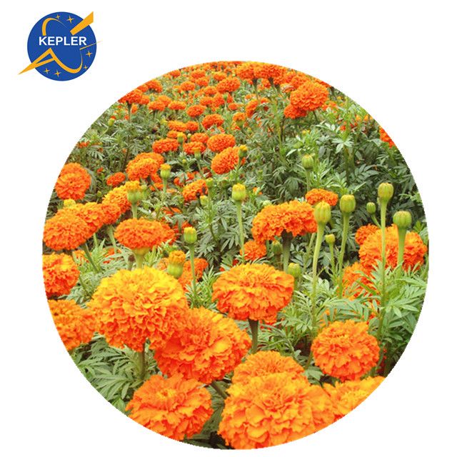 Marigold Extract 