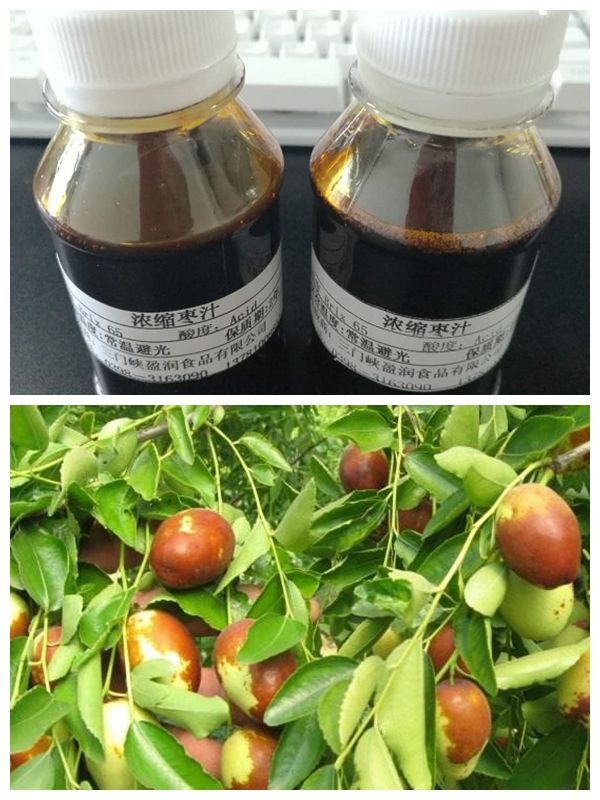 Jujube Date Juice Concentrate