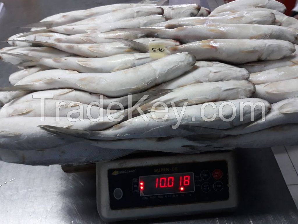 FROZEN WHOLE MILKFISH