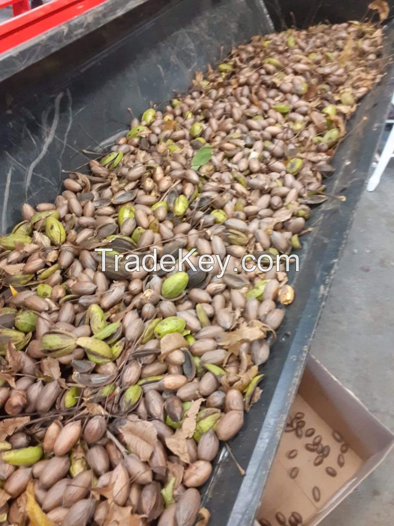 Pecan Nuts