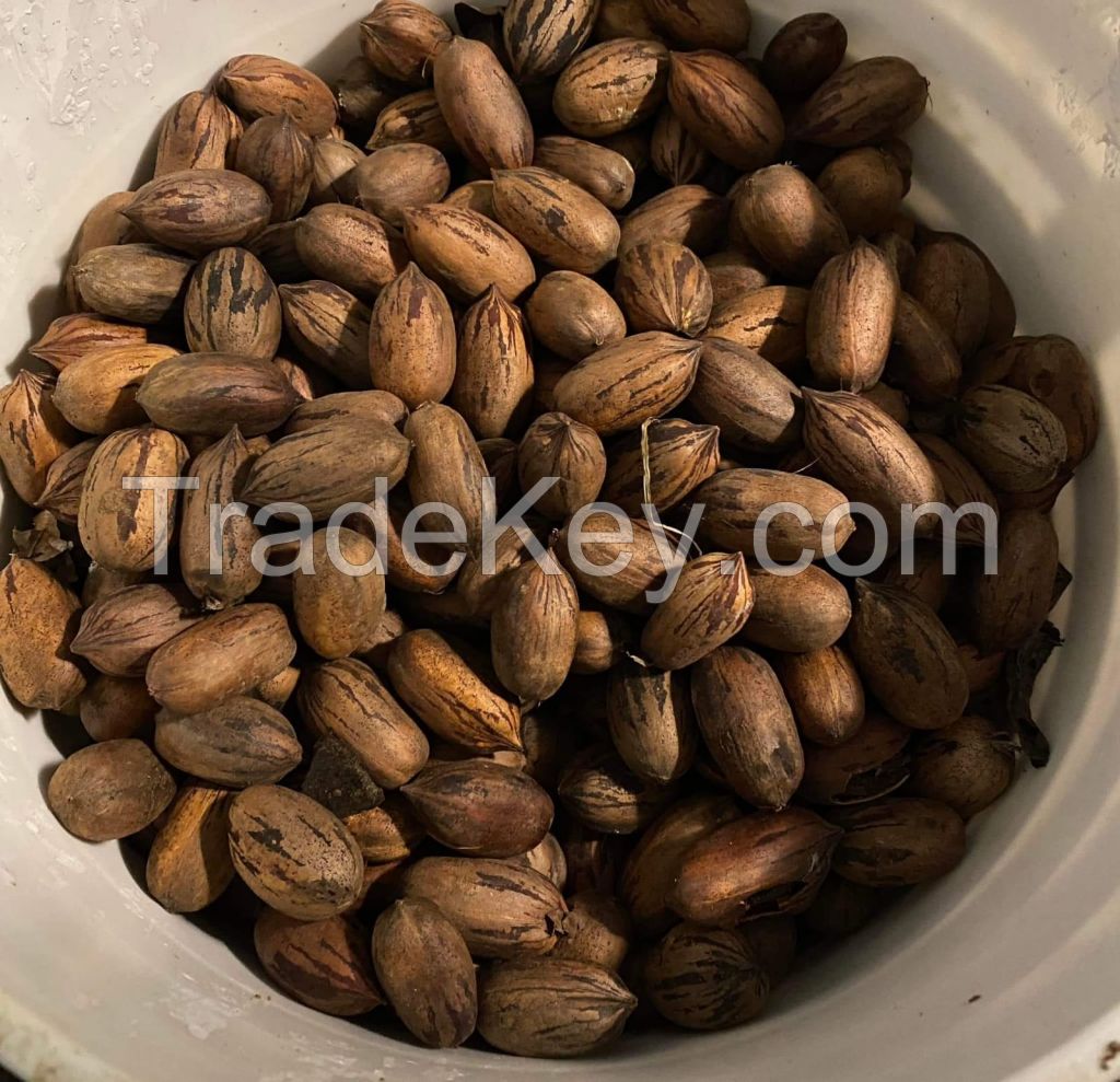 Pecan Nuts