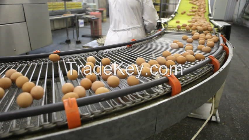 white and brown chicken eggs