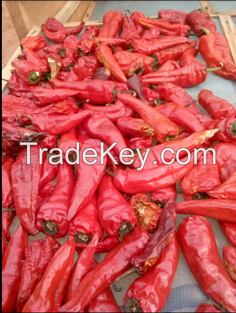 Red chilli pepper