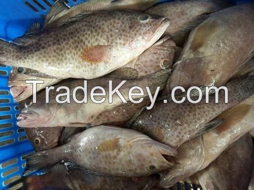 Frozen Grouper Fish/ frozen grouper fish fillet/ grouper fish fillet