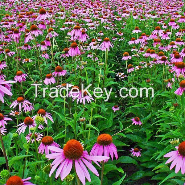 Echinacea Purpurea Extract-4% Chicoric Acid,4%Polyphenols