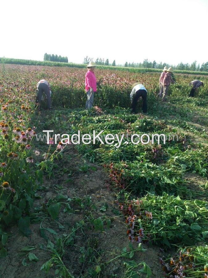 Echinacea Purpurea Extract-4% Chicoric Acid,4%Polyphenols